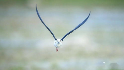 景明器材ii抓飛利器再進化 索尼alpha 1試用